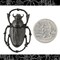 Black Plated Brass Medium Scarab Beetle Pendant - One - BB-P118